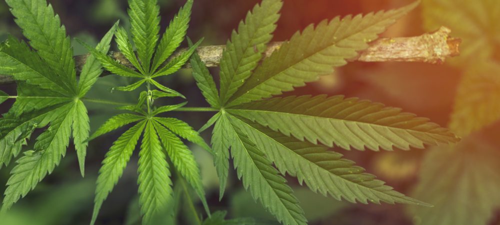 feuilles vertes pantes de cannabis