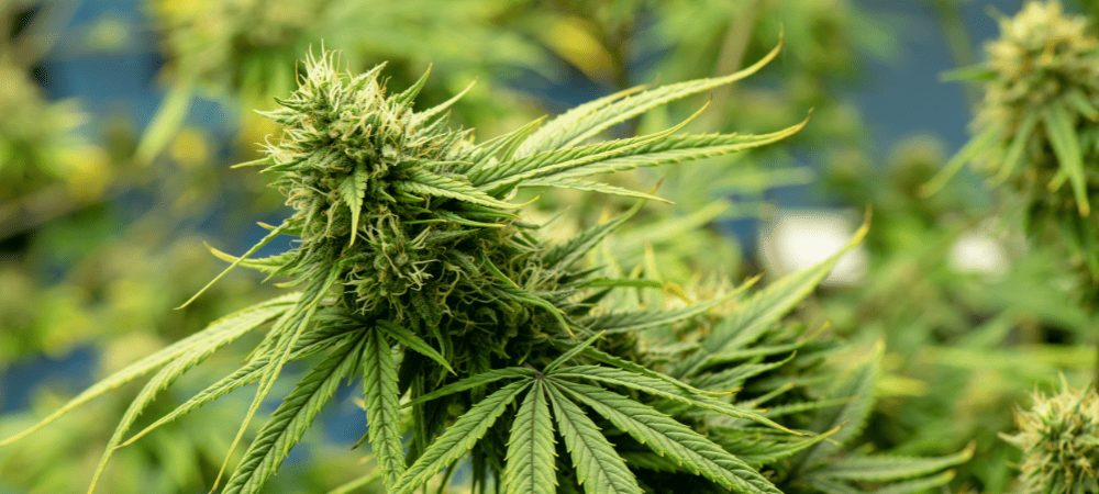 Anatomie et fonctionnement d’une plante de Cannabis Anatomie et fonctionnement d’une plante de Cannabis