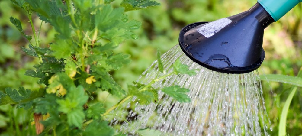 feuilles jaunes cannabis
