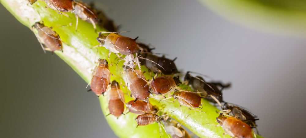 nuisibles sur les plantes