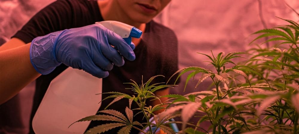 Application de l’insecticide maison pour plantes au savon noir