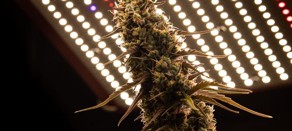 led adapté pour la culture du cannabis