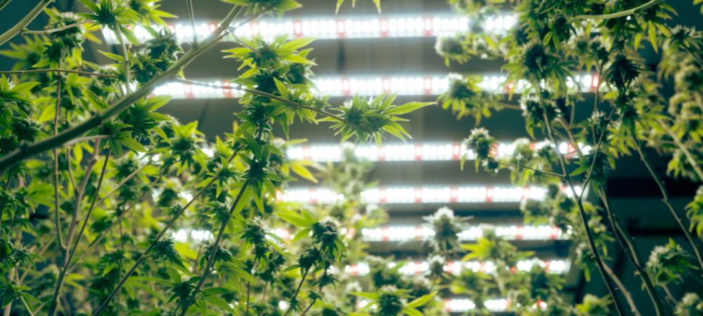 éclairage LED pour culture indoor