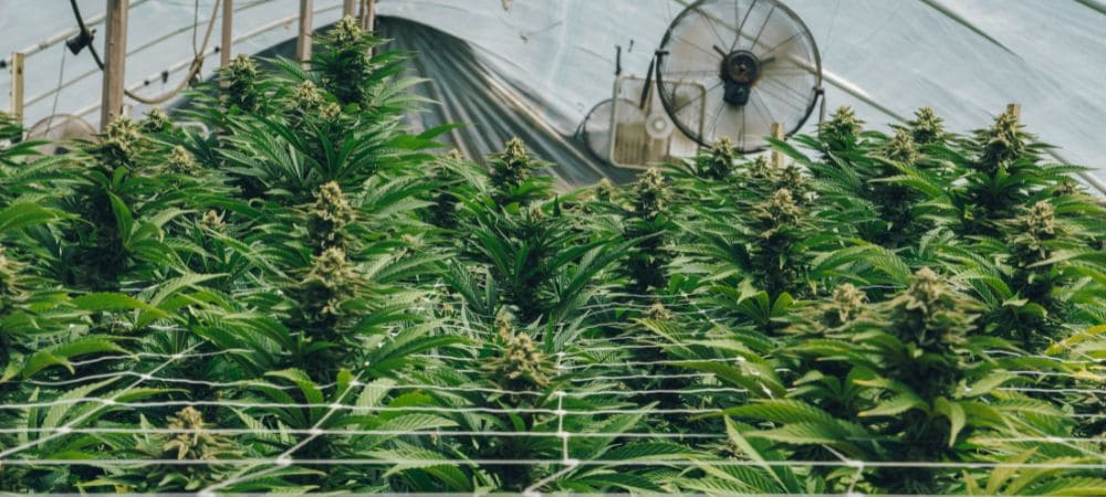 Contrôle de la température en culture de cannabis en intérieur