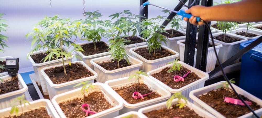 Comment réguler la température et l'humidité en culture indoor