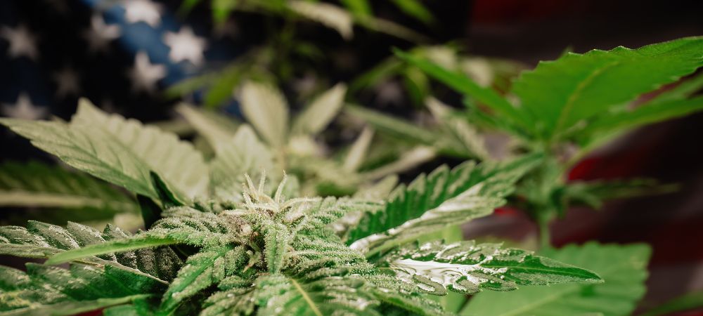 Plante de marijuana californienne