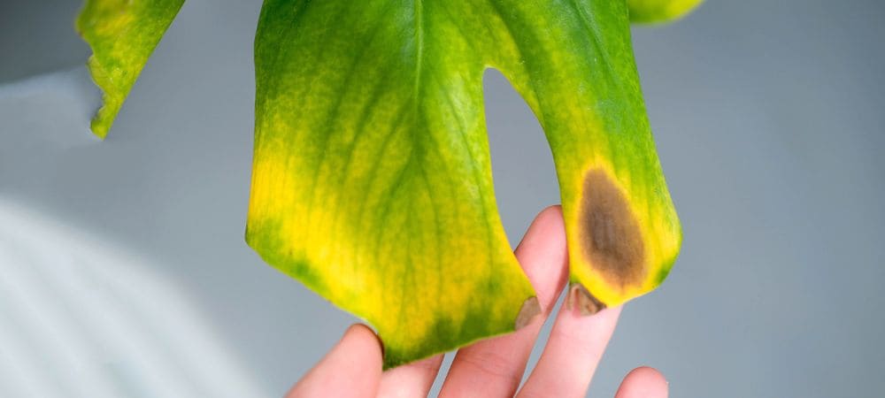 fongicide maison pour plantes