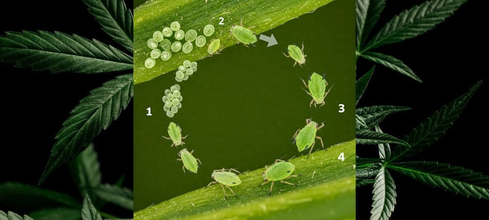 Insecticide maison pour plantes au savon potassique - cycle de vie des nuisibles