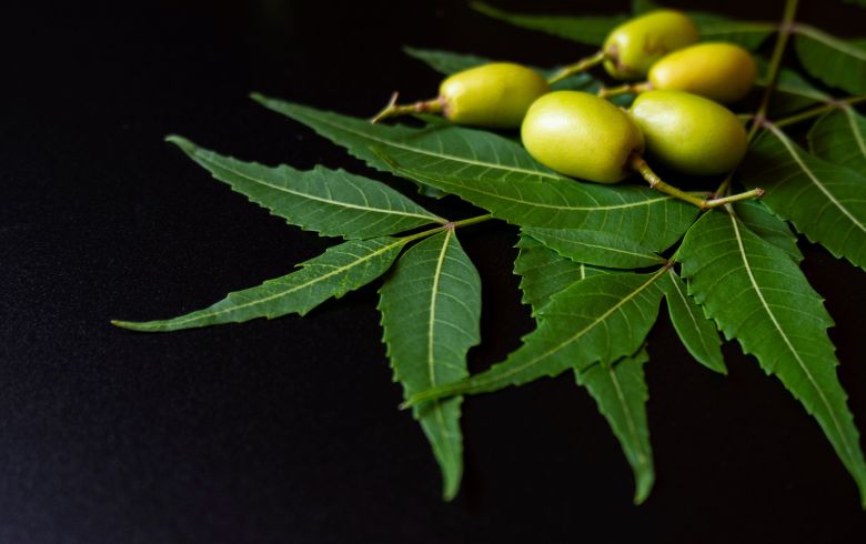 Actualités sur le cannabis