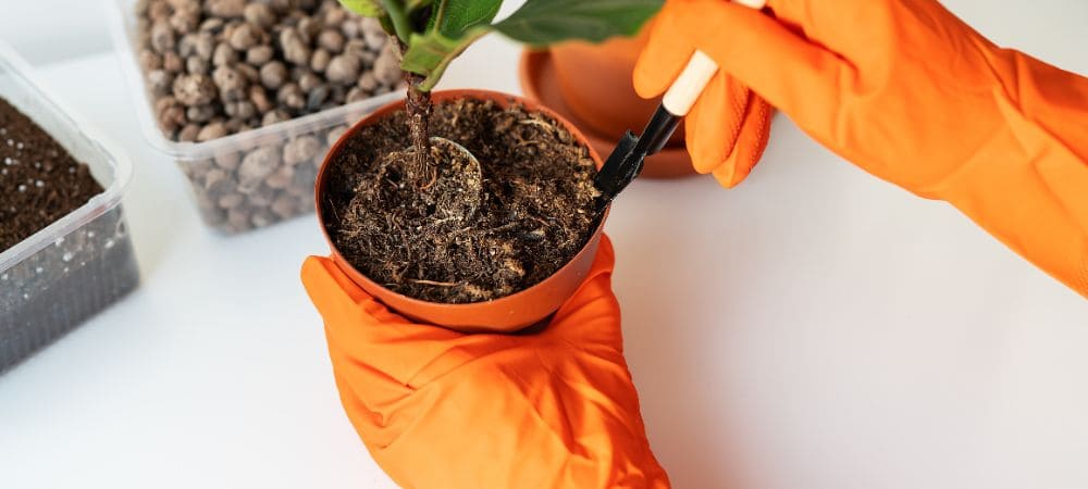 rempotage des plantes de cannabis