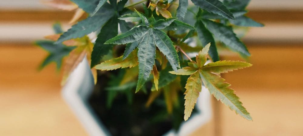 feuilles jaunes sur plantes d’intérieur