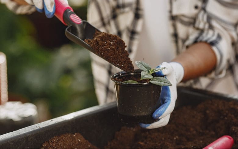 Quand et comment faut-il rempoter les plantes en intérieur ?