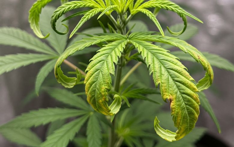 Actualités sur le cannabis