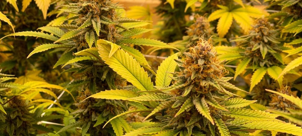 Feuilles jaunes sur plantes d'intérieur