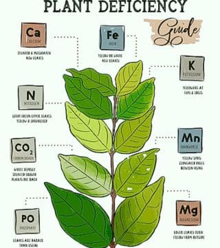 feuilles jaunes sur les plantes d’intérieur