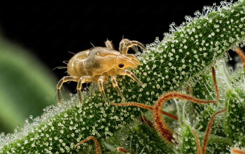 Actualités sur le cannabis