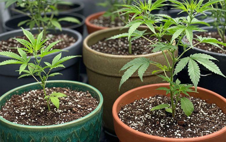 Actualités sur le cannabis