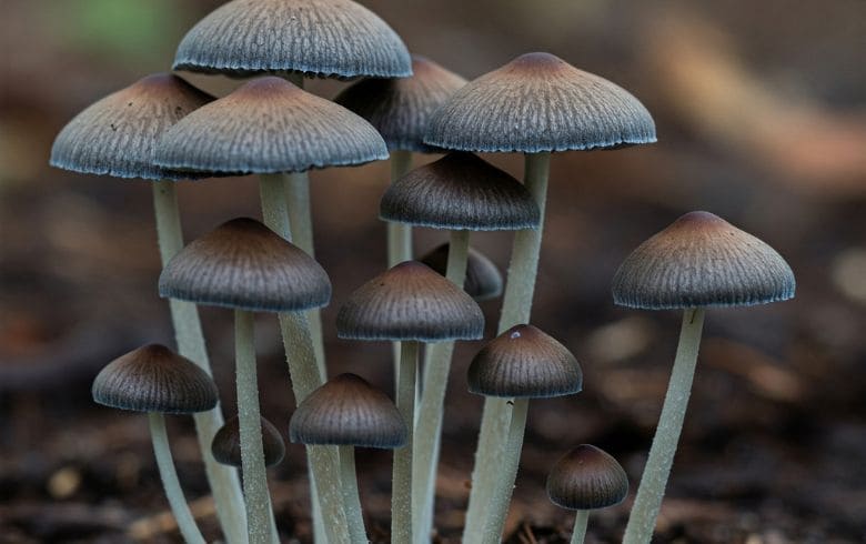 Actualités sur le cannabis