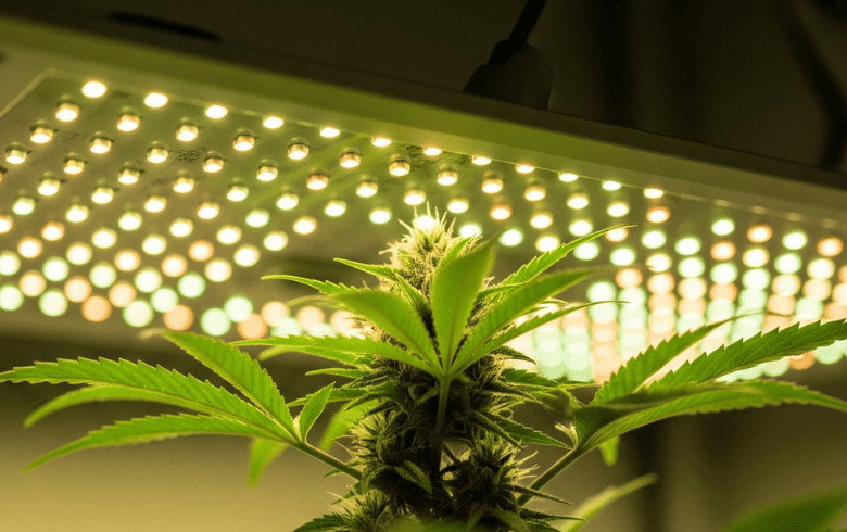 Actualités sur le cannabis