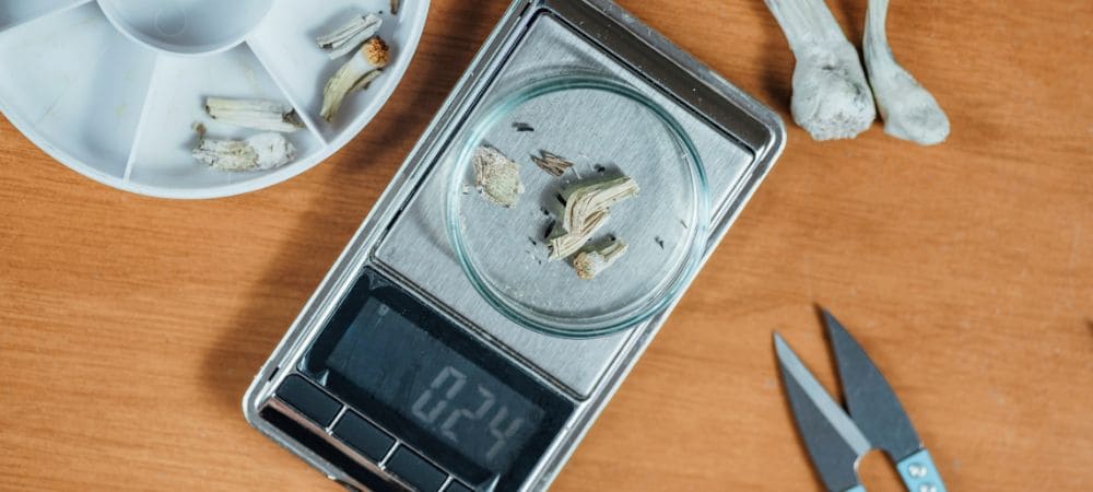 protocole de microdosage de psilocybine