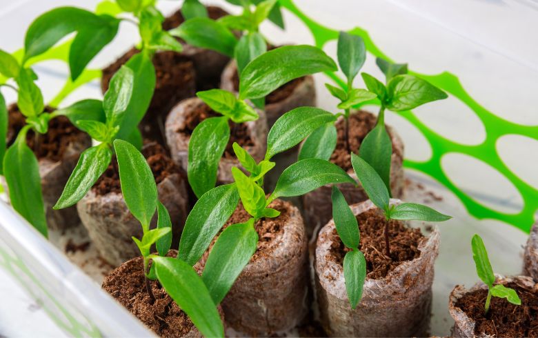 Actualités sur le cannabis