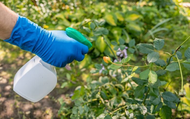 Actualités sur le cannabis