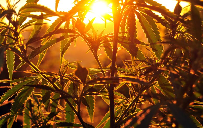 Actualités sur le cannabis