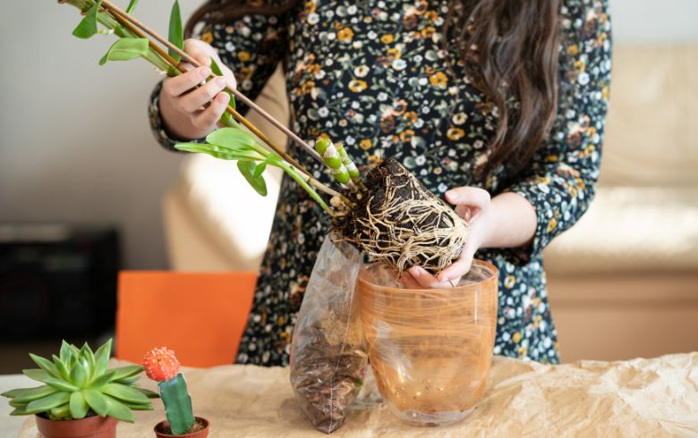 Actualités sur le cannabis