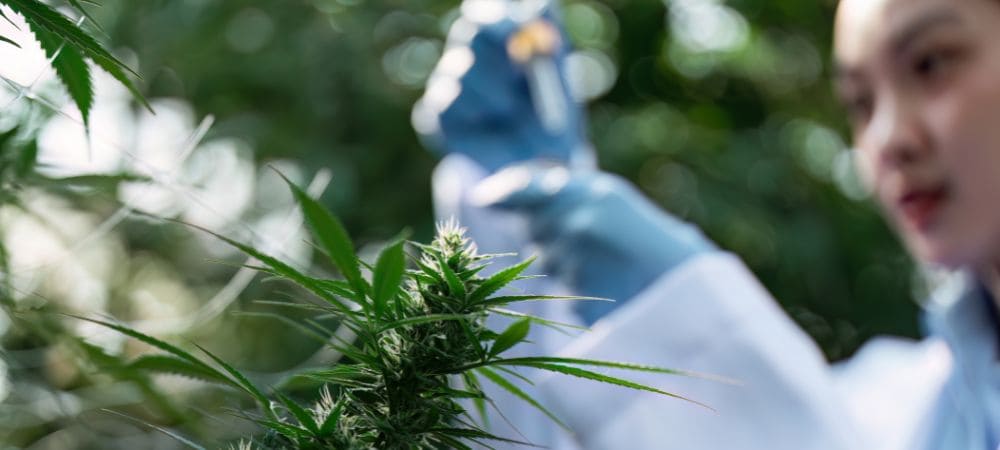 Insecticide pour plantes de cannabis