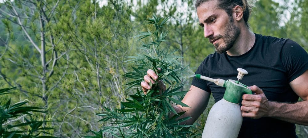 arrosage avec insecticide