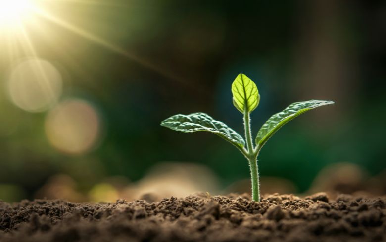 Actualités sur le cannabis