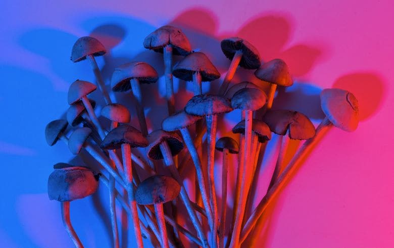 Actualités sur le cannabis