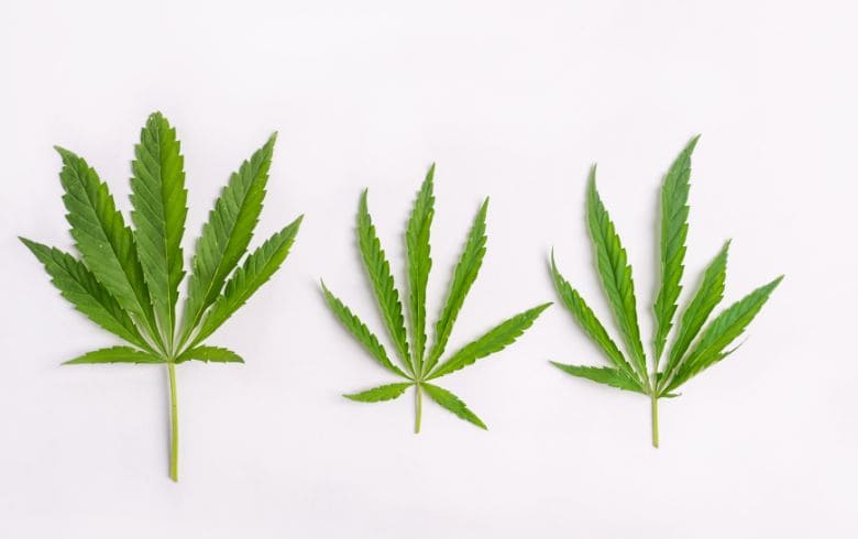 Actualités sur le cannabis