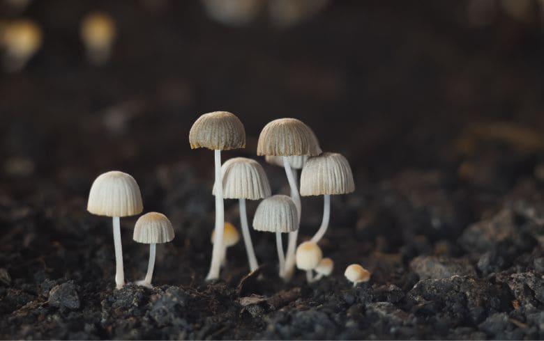 Actualités sur le cannabis