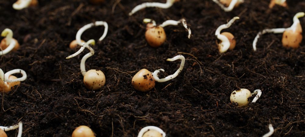 heures d’éclairage pour plantes germées