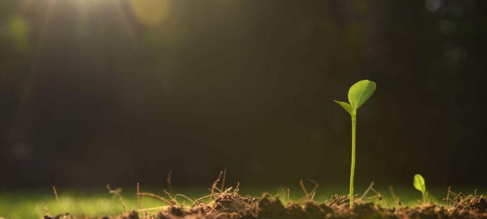plante de cannabis germée