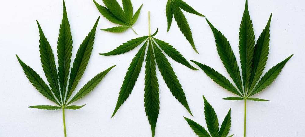Différents types de feuilles de cannabis
