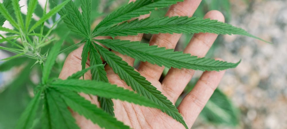 Types de feuilles de cannabis sativa