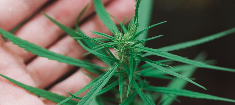 Autres types de feuilles de cannabis