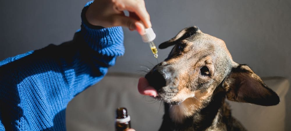 
le meilleur cbd pour chien