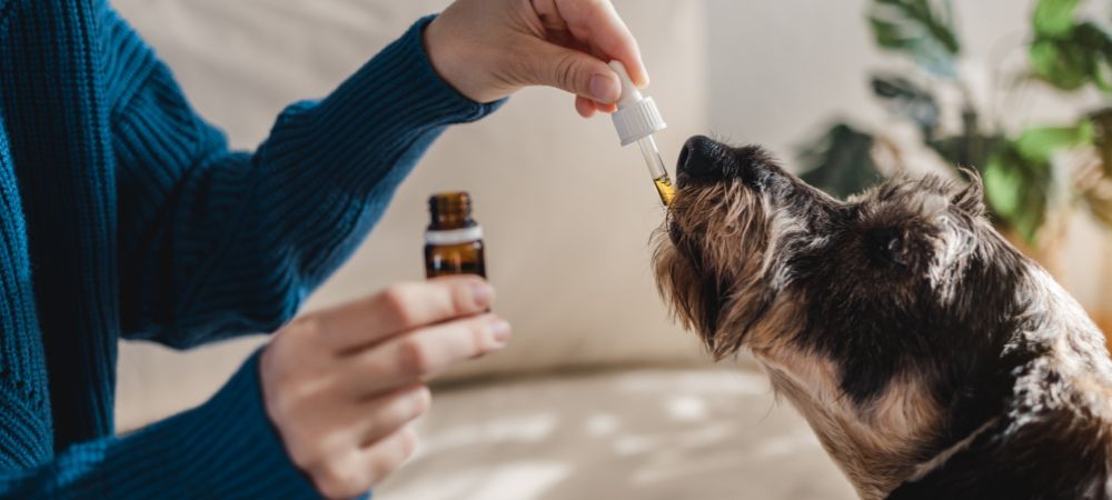 administrer le meilleur CBD pour chien