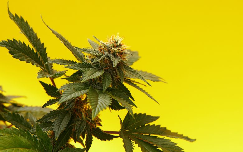 Actualités sur le cannabis