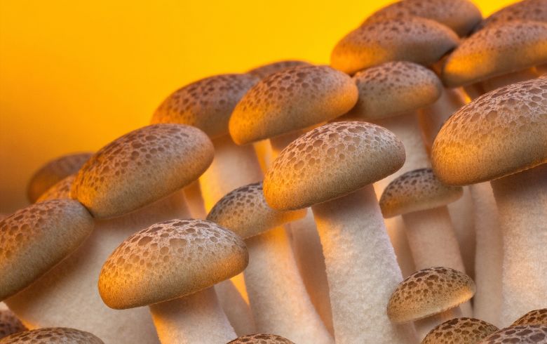 Actualités sur le cannabis