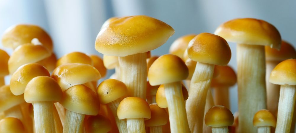 variétés de champignons hallucinogènes