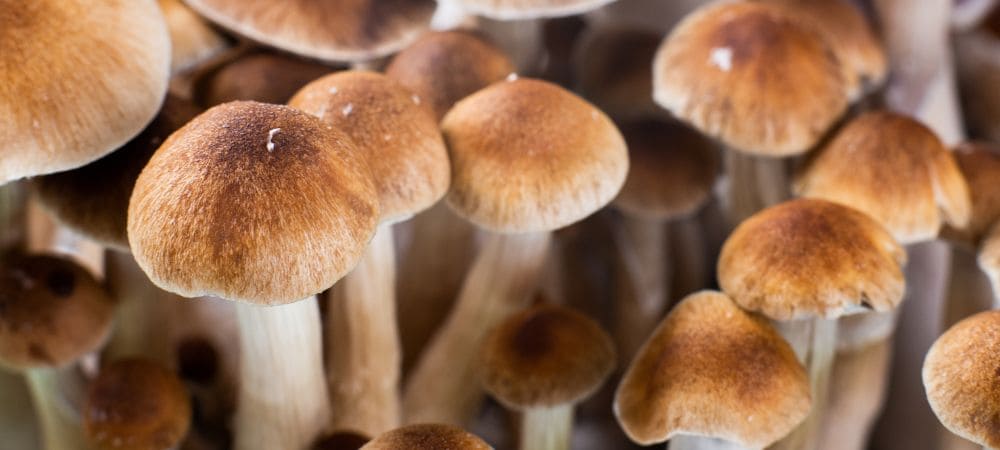 où acheter les meilleurs champignons hallucinogenes