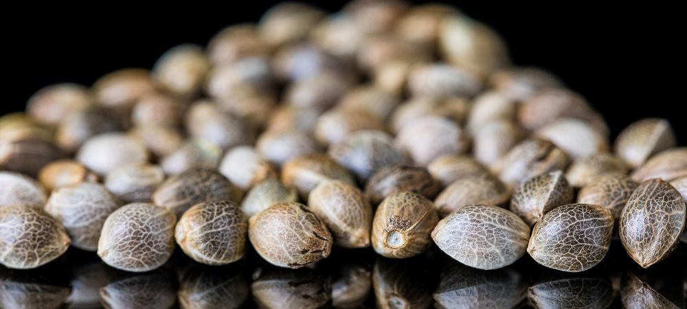 graines de cannabis