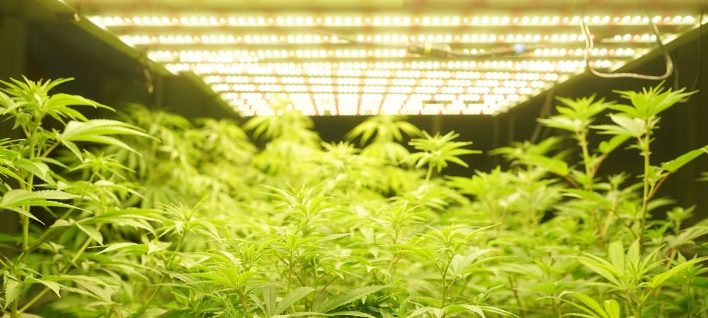 plantes de cannabis sous LED