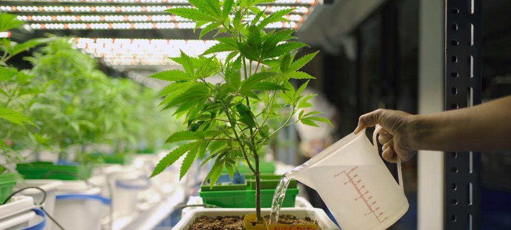 arrosage de plantes de cannabis