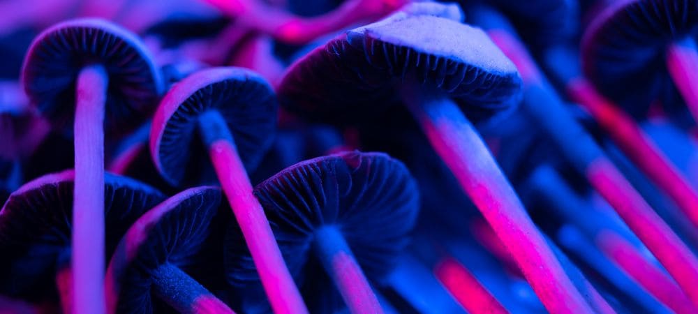 effets des meilleurs champignons hallucinogenes