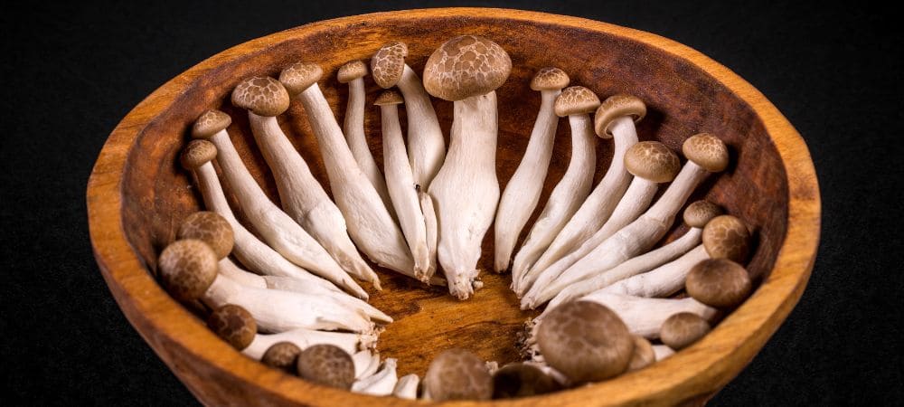 quels sont les meilleurs champignons hallucinogènes